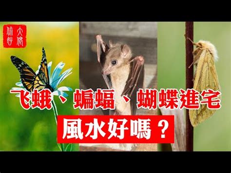 家裡有蛾代表|黑色飛蛾為何代表凶兆？